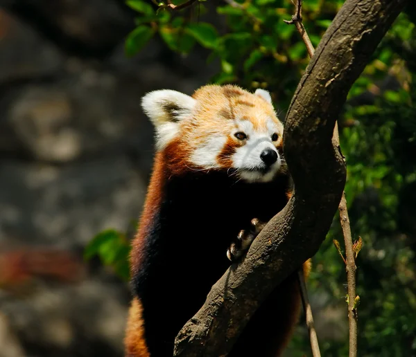 Panda vermelha - (Ailurus fulgens ) Imagens De Bancos De Imagens