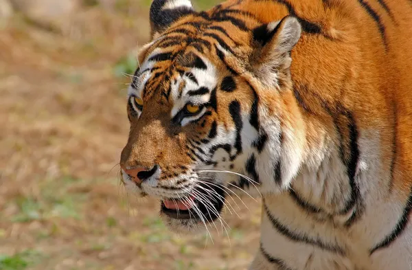Tigre siberiano - (Panthera tigris ) Imagen de stock