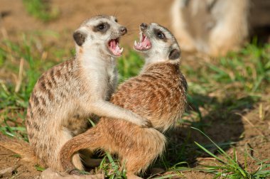 Meerkat - (Suricata suricata) clipart