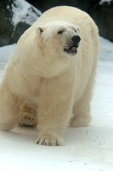 Oso polar - (Ursus maritimus ) — Foto de Stock
