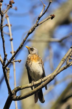 Şarkı ardıç - (Turdus philomelos)