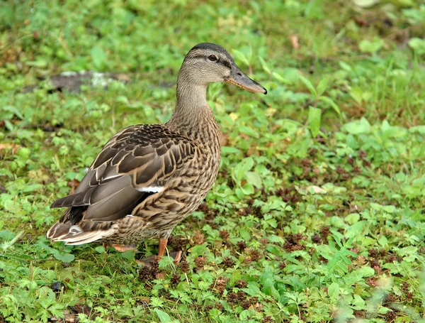 stock image Female wild duck - (Anas platyrhynchos)