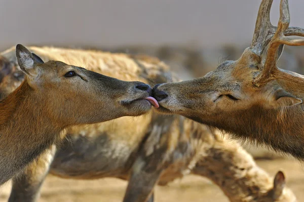 Two a Davids deer - (Elaphurus davidianus) — Stock Photo, Image