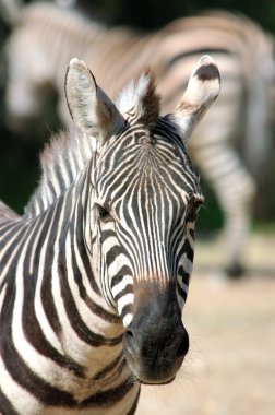 Burchell zebra - (Equus burchelli)