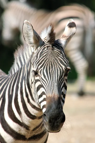 Burchells zebra - (Equus burchelli) — Stock fotografie