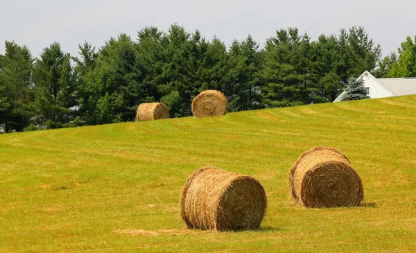 Four bales of hay — Stock Photo, Image