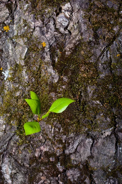 Hojas verdes jóvenes en la corteza del árbol — Foto de Stock