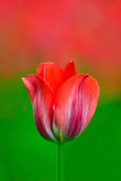 stock image Flower