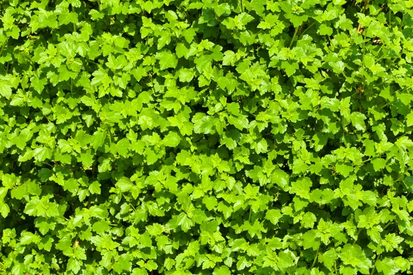 A lot of young leaves — Stock Photo, Image