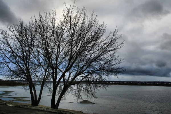 Bare tree on the river bank