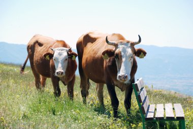 View of two brown cows clipart