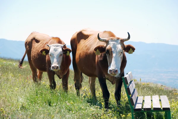 Weergave van twee bruin koeien Stockfoto