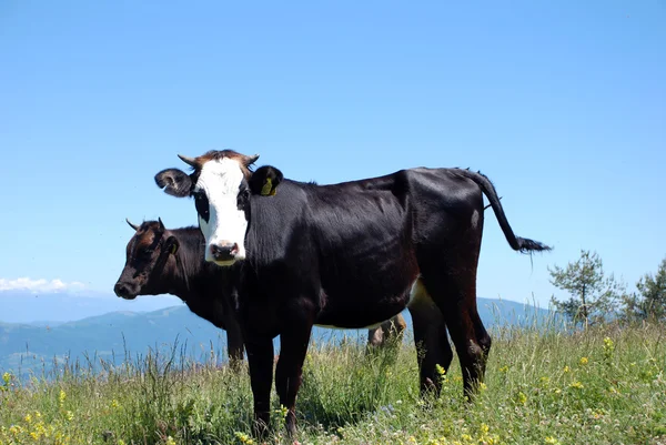 Zwei schwarze Kühe auf einem Feld in Mazedonien lizenzfreie Stockfotos