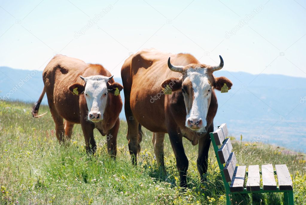 View of two brown cows
