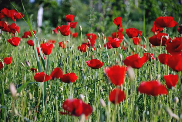 Λιβάδι με πράσινο γρασίδι και κόκκινα λουλούδια — Φωτογραφία Αρχείου