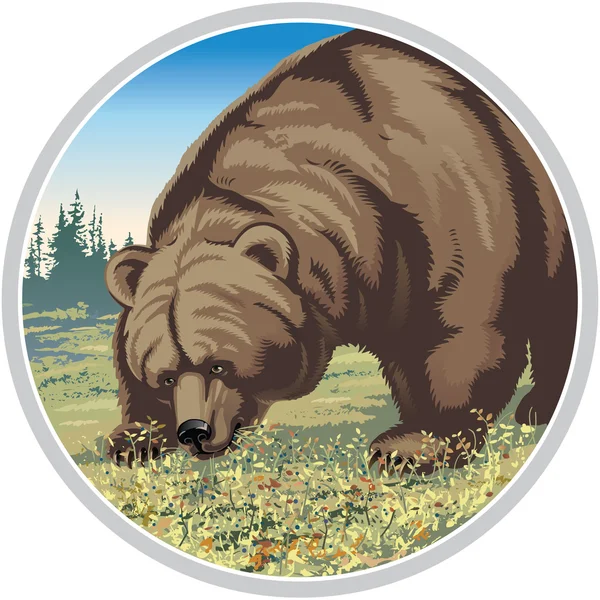 Illustration d'un ours — Image vectorielle