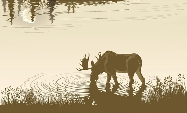 Elk in the drinking water — Stock Vector