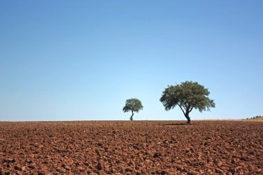 Two trees on fallow land clipart