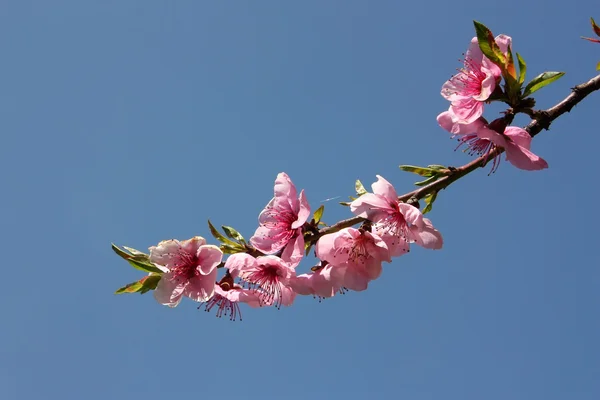 Růžové květy meruňkové s modrou oblohou na pozadí — Stock fotografie