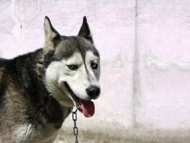 kurt köpeği ile boşaltmak duvar karşı