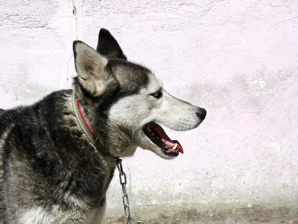 stock image Wolf dog side face portrait against wall