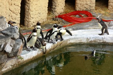 Bir havuzda bir hayvanat bahçesi yakınındaki Afrika penguenler (Spheniscus Demersus)