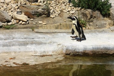 Tek Afrika penguen (Spheniscus Demersus) yakınındaki bir havuzda bir zo