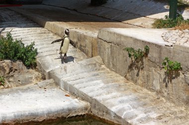 African bir hayvanat bahçesi merdivenlerde atlama penguen (Spheniscus Demersus)