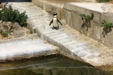 Tek Afrika yakınındaki etrafa penguen (Spheniscus Demersus)