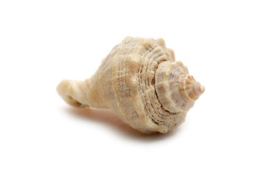 Beyaz arka plan makro'izole seashell