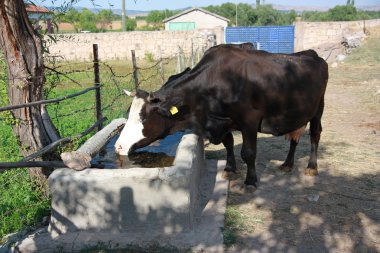 Cow drinking water at a water reservoir clipart