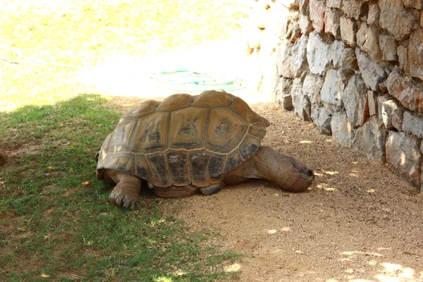 Giant Tortoise (Geochelone gigantea) resting under a tree in a z — Stock Photo, Image