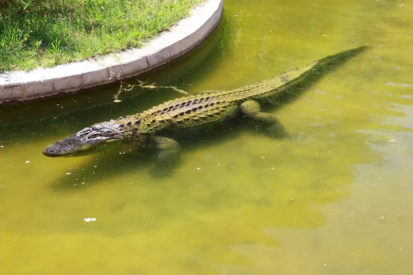 Foto de cuerpo completo de un cocodrilo en el agua con gran espacio de copia para — Foto de Stock