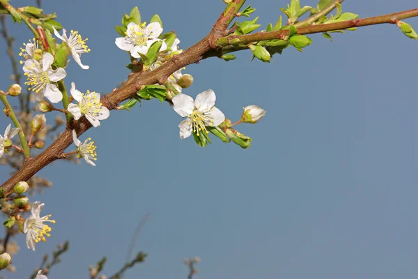Fiori bianchi su un albero — Foto Stock