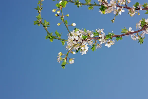 Весенние цветы на дереве — стоковое фото