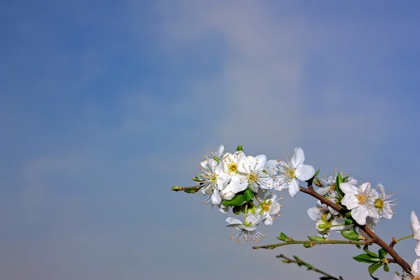 Цветы сливы над голубым небом — стоковое фото