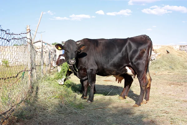 Vaca negra se alimenta de hierba — Foto de Stock