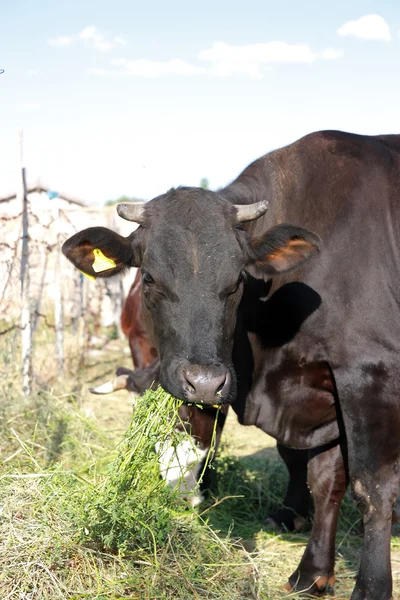 Vaca neagră se hrănește cu iarbă și se uită la cameră — Fotografie, imagine de stoc