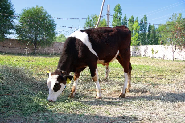 Чёрно-белый теленок кормится травой — стоковое фото