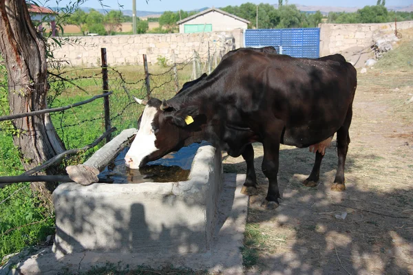牛は水の貯水池に水を飲む — ストック写真