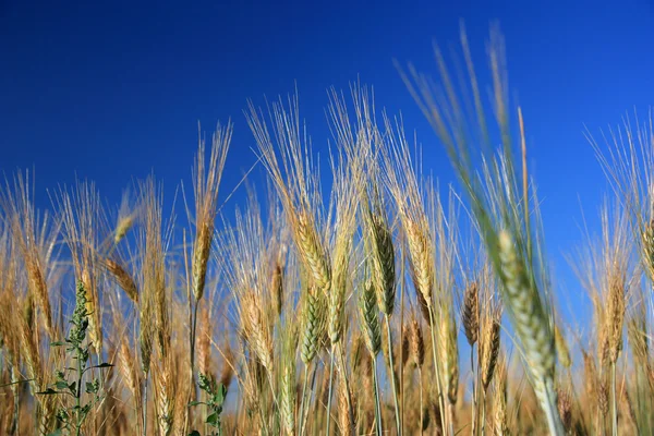 Пшеницы над голубым небом близко - горизонтально — стоковое фото