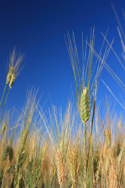 Одна пшеница над полем и голубое небо — стоковое фото