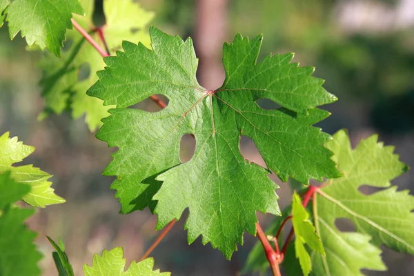 Grape leaf in a garden close up - Shallow DOF — Stock Photo, Image