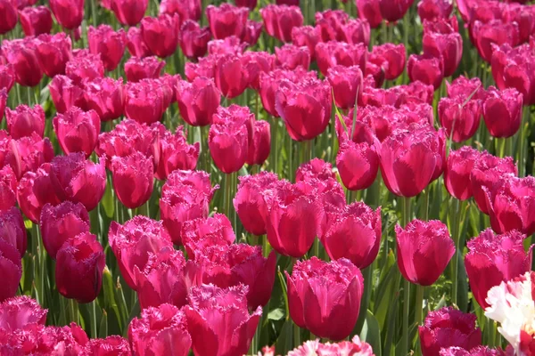 stock image Pink Tulips