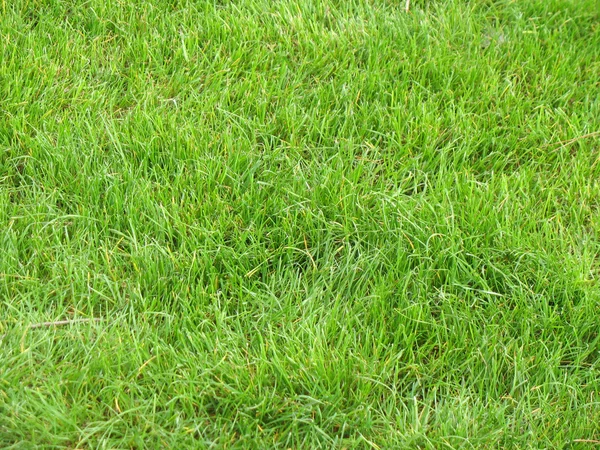 stock image Green grass background