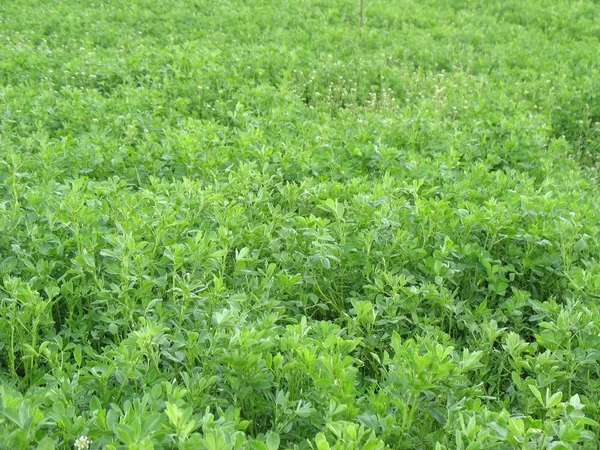 stock image Clover Field