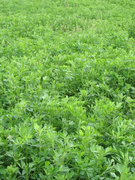 stock image Clover Field