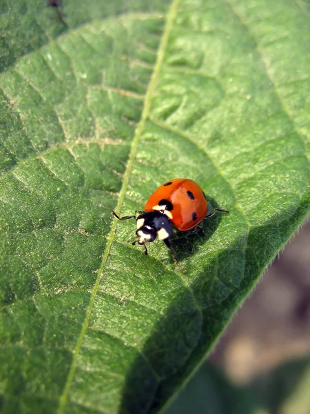 stock image Ladybug on leaf