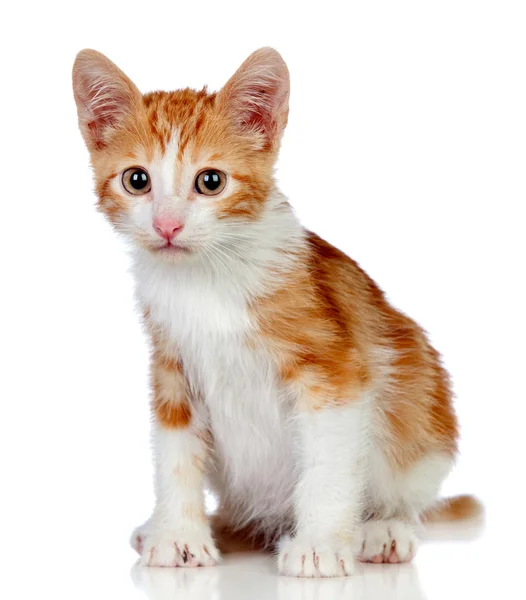 Schattige kleine kat — Stockfoto