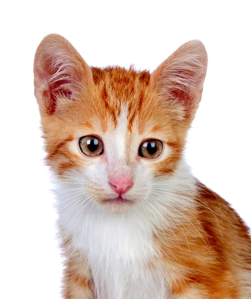 Adorable little cat — Stock Photo, Image